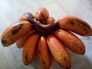 Red_banana_From_Tamil_Nadu